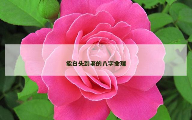 能白头到老的八字命理