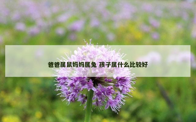 爸爸属鼠妈妈属兔 孩子属什么比较好