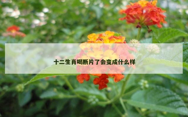十二生肖喝断片了会变成什么样