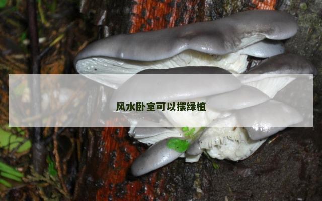 风水卧室可以摆绿植