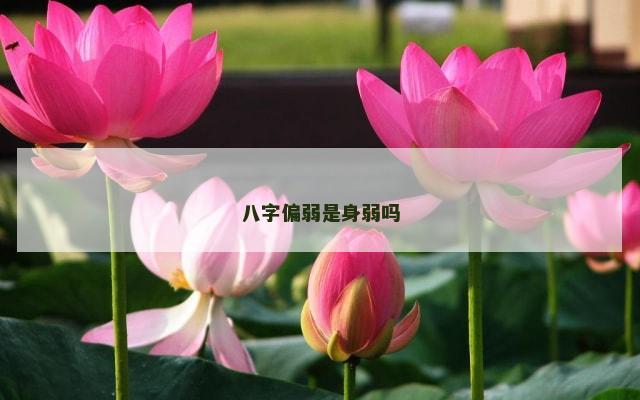 八字偏弱是身弱吗