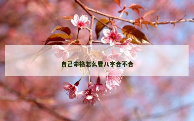 自己命格怎么看八字合不合