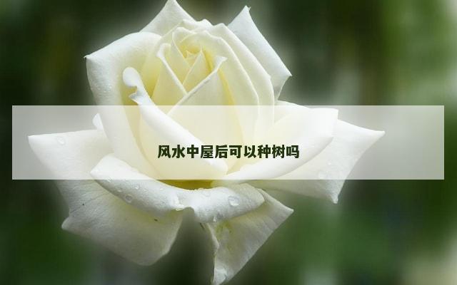 风水中屋后可以种树吗