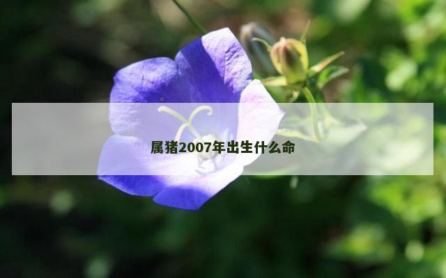 属猪2007年出生什么命