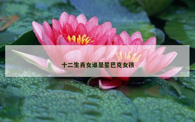 十二生肖女谁是星巴克女孩