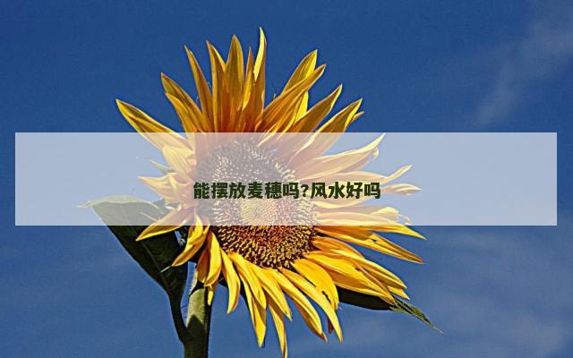 能摆放麦穗吗?风水好吗