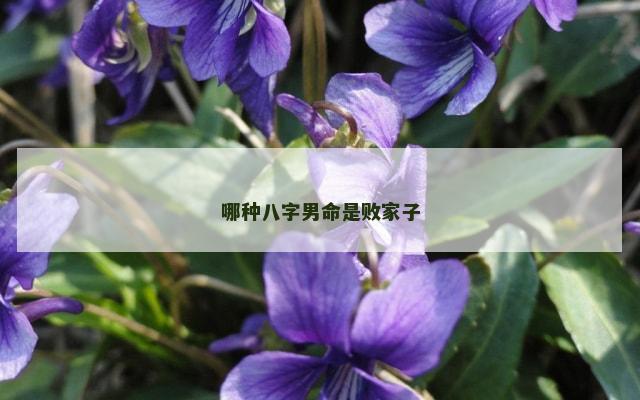哪种八字男命是败家子