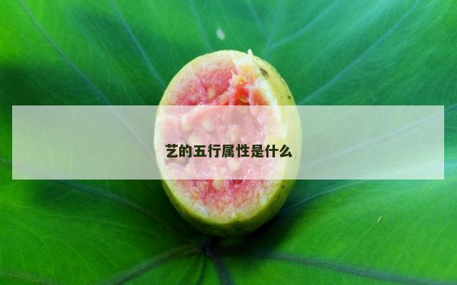 艺的五行属性是什么