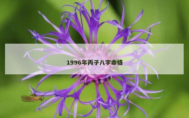 1996年丙子八字命格