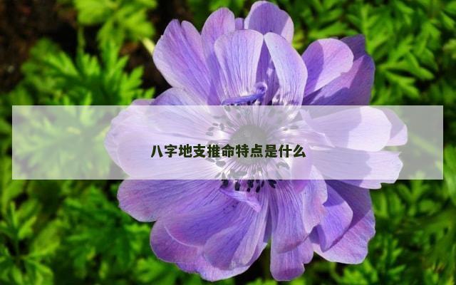 八字地支推命特点是什么