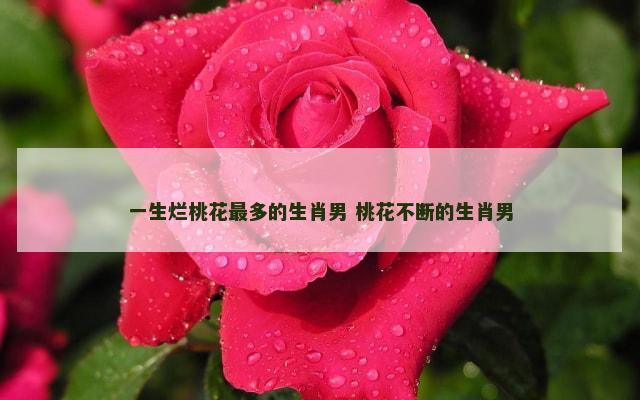 一生烂桃花最多的生肖男 桃花不断的生肖男