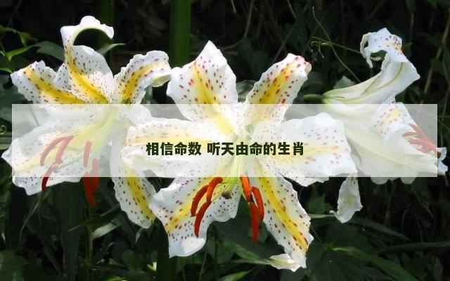 相信命数 听天由命的生肖