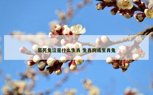 狐死兔泣是什么生肖 生肖狗或生肖兔