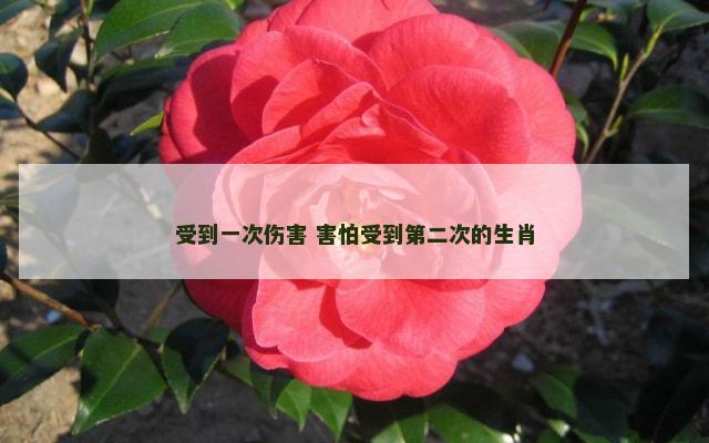 受到一次伤害 害怕受到第二次的生肖