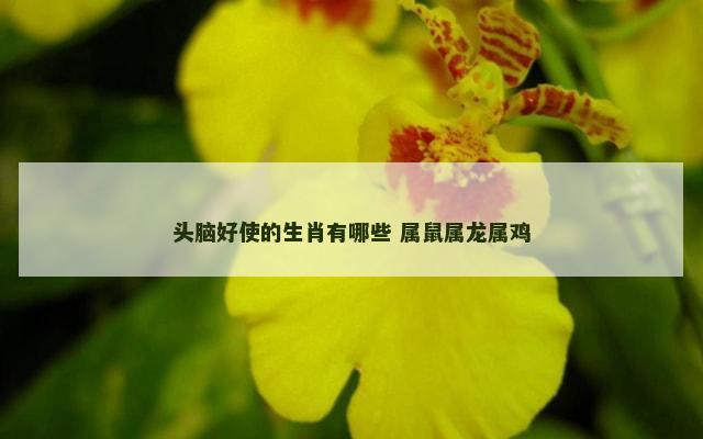 头脑好使的生肖有哪些 属鼠属龙属鸡
