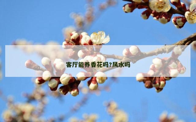 客厅能养香花吗?风水吗