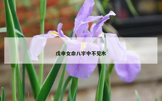 戊申女命八字中不见木