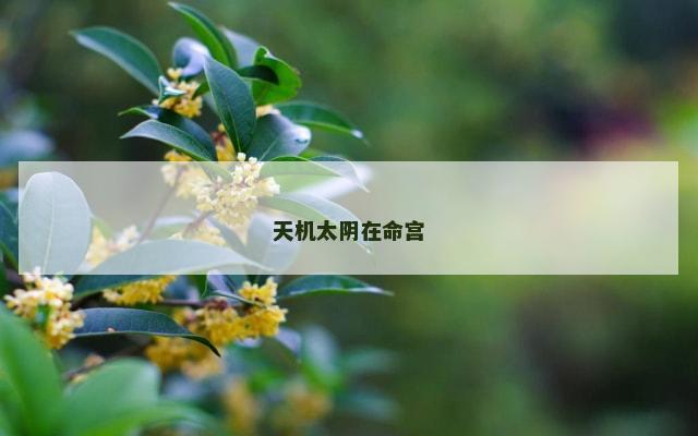 天机太阴在命宫
