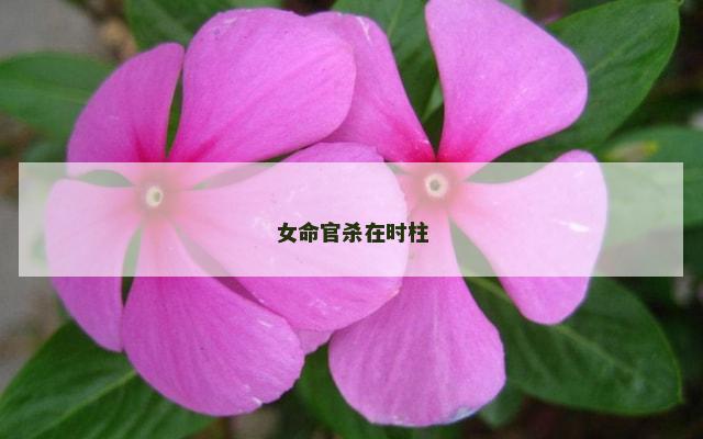 女命官杀在时柱