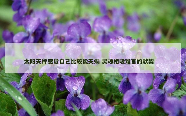 太阳天秤感觉自己比较像天蝎 灵魂相吸难言的默契 　　