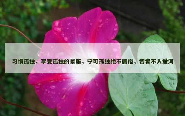 习惯孤独，享受孤独的星座，宁可孤独绝不庸俗，智者不入爱河