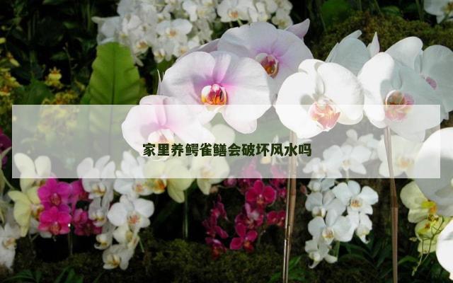 家里养鳄雀鳝会破坏风水吗
