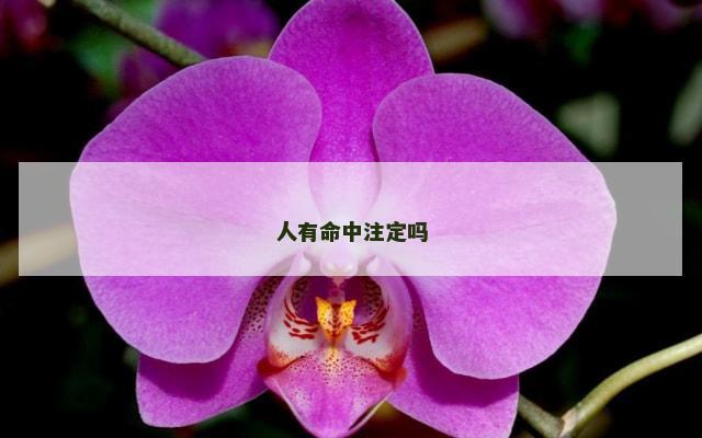 人有命中注定吗