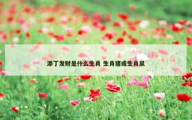 添丁发财是什么生肖 生肖猪或生肖鼠