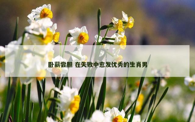 卧薪尝胆 在失败中愈发优秀的生肖男