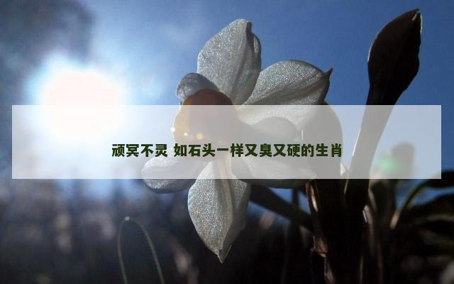 顽冥不灵 如石头一样又臭又硬的生肖