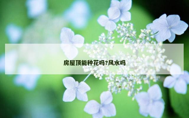 房屋顶能种花吗?风水吗
