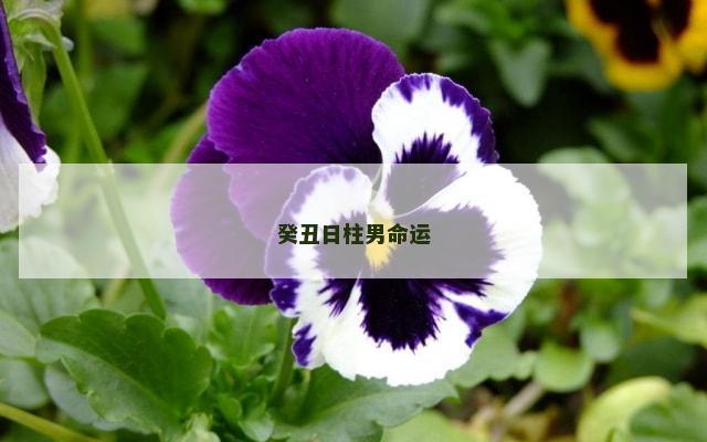 癸丑日柱男命运