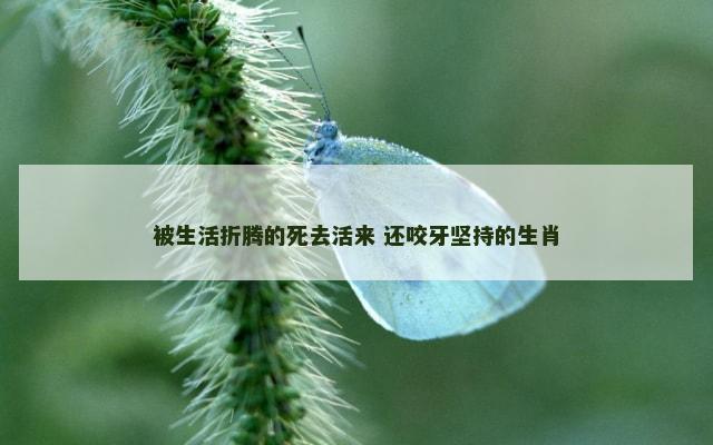 被生活折腾的死去活来 还咬牙坚持的生肖