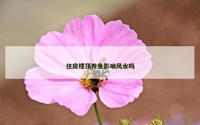 住房楼顶养鱼影响风水吗