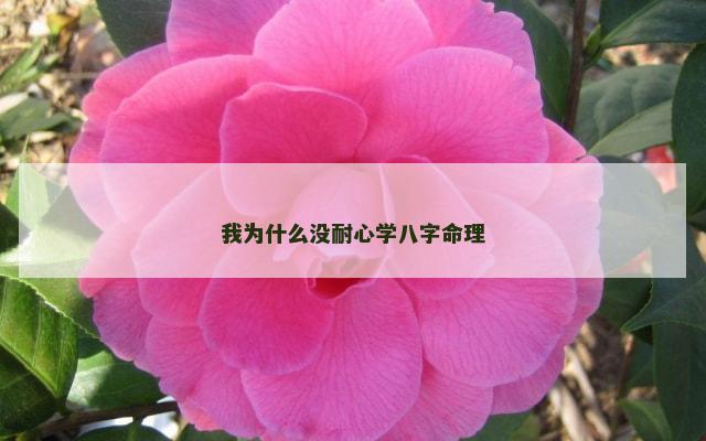 我为什么没耐心学八字命理