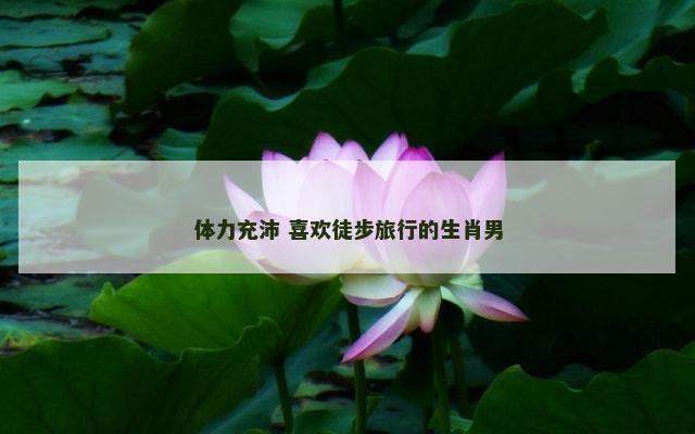 体力充沛 喜欢徒步旅行的生肖男