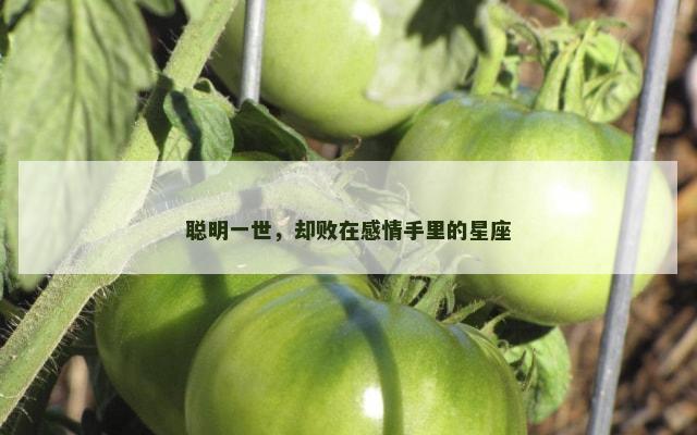 聪明一世，却败在感情手里的星座