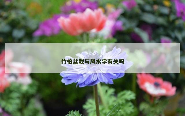竹柏盆栽与风水学有关吗