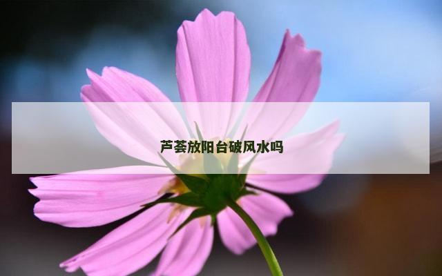 芦荟放阳台破风水吗