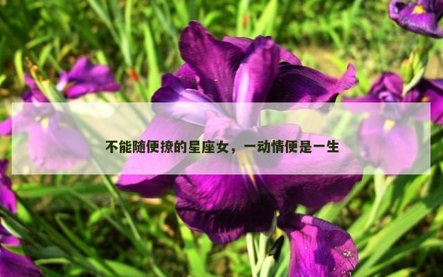 不能随便撩的星座女，一动情便是一生