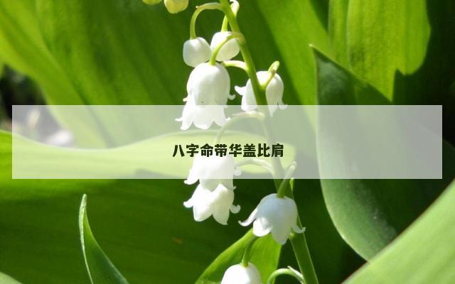 八字命带华盖比肩