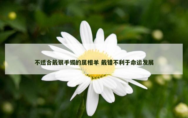 不适合戴银手镯的属相羊 戴错不利于命运发展
