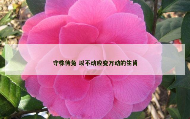守株待兔 以不动应变万动的生肖