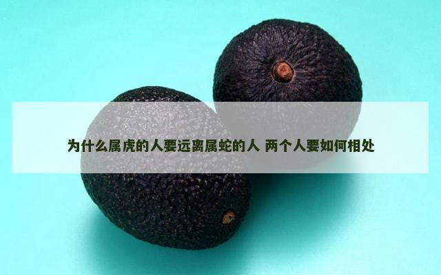 为什么属虎的人要远离属蛇的人 两个人要如何相处