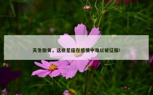 天生傲骨，这些星座在感情中难以被征服！