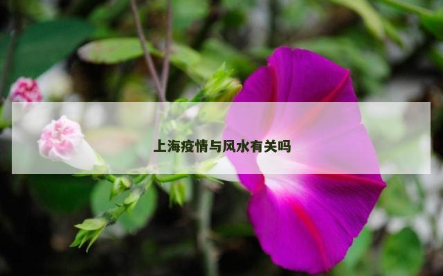 上海疫情与风水有关吗