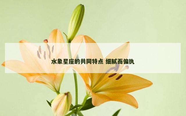 水象星座的共同特点 细腻而偏执