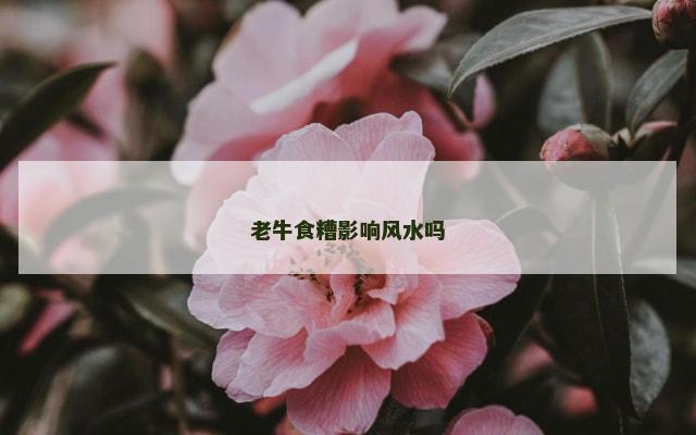老牛食糟影响风水吗