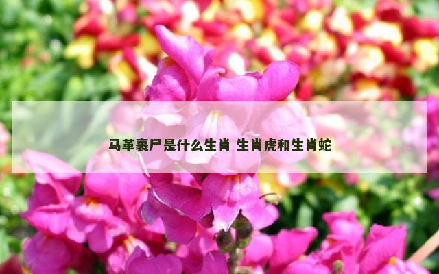 马革裹尸是什么生肖 生肖虎和生肖蛇