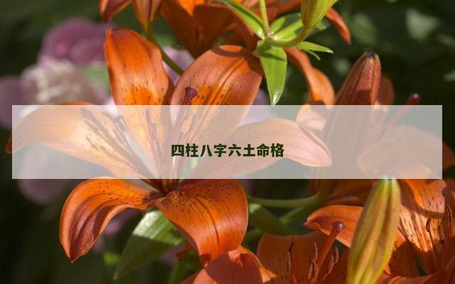 四柱八字六土命格